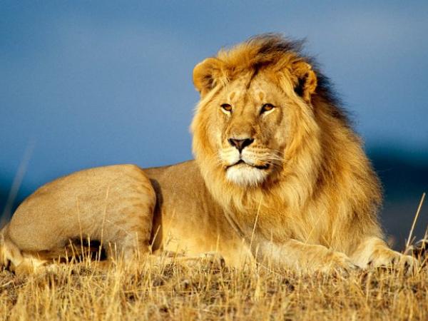 Nằm mơ thấy sư tử đánh xổ số con gì may mắn dễ trúng