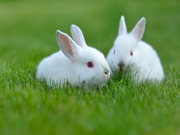 Nằm mơ thấy thỏ đánh con gì may mắn có điềm báo gì thú vị