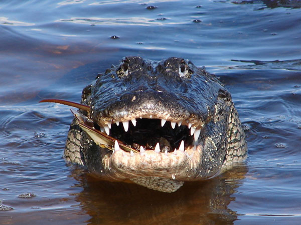 Nằm mơ thấy cá sấu đánh con gì may mắn dễ trúng